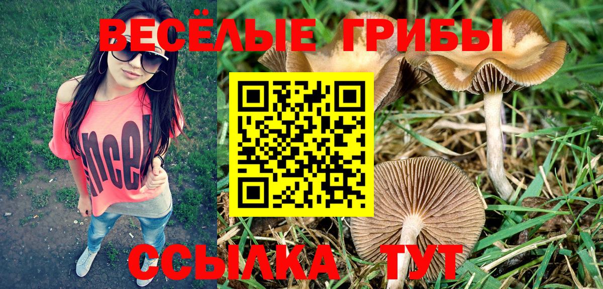 Урус-Мартан  Псилоцибиновые грибы Cubensis  Вход с VPN 